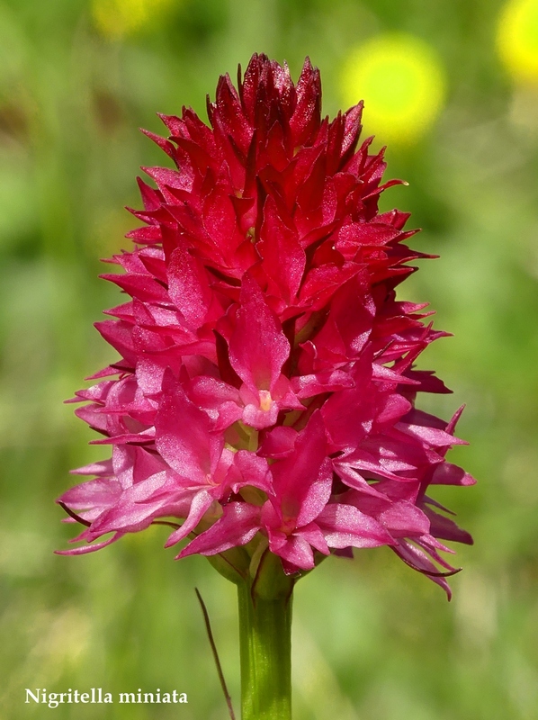 La Nigritella widderi nelle Dolomiti di Brenta.